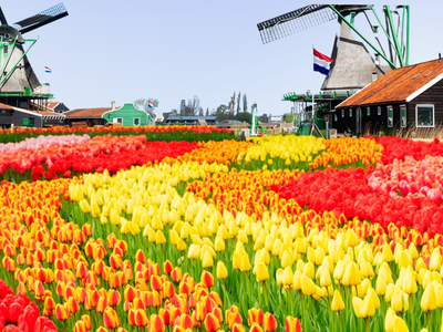 Privatundervisning i nederlandsk